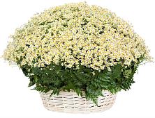 Цветочная композиция из Ромашки в корзине #REPLACE_PRED# Сангаре
