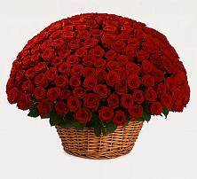 Премиум букет из: Розы в Сангаре